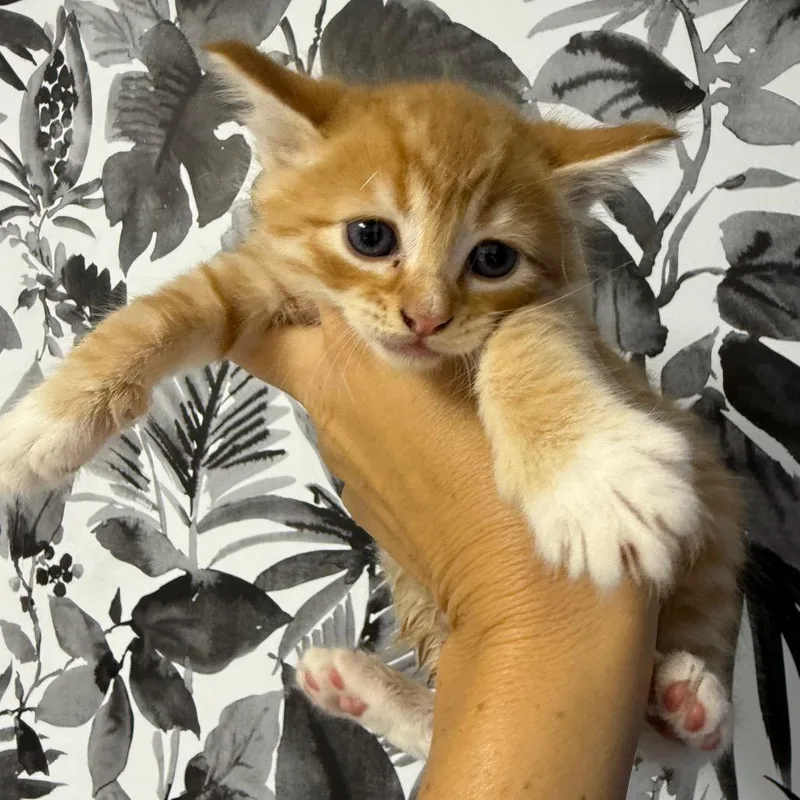 Simba