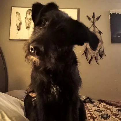An adult large-sized male Giant Schnauzer dog named Bear for adoption in Westland, MI