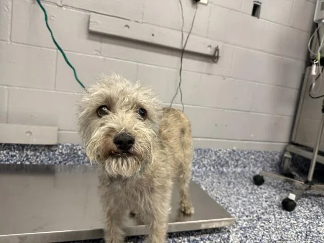 An adult small-sized female Terrier dog named Bella for adoption in Thousand Palms, CA