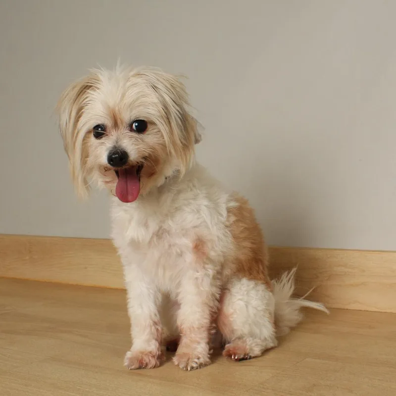 Lady Godiva D thumbnail 4