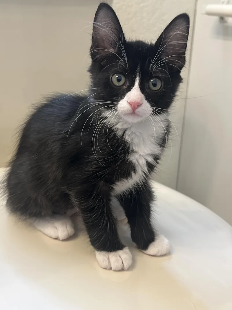 A baby small-sized female Tuxedo cat named Luna for adoption in Mesa, AZ