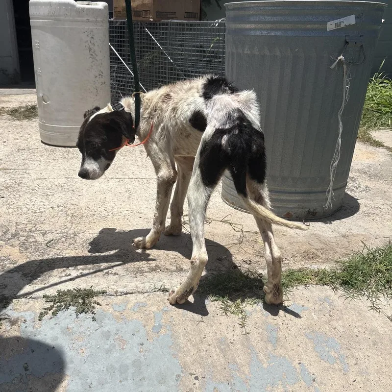 A young medium-sized male White / Cream Mixed Breed dog named Hank for adoption in Austin, TX