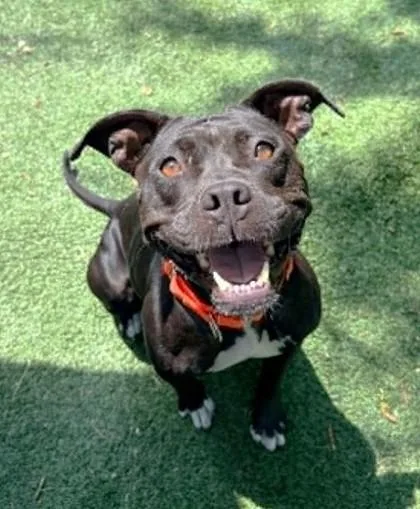 A young medium-sized female Black Pit Bull Terrier dog named Balinda for adoption in Inverness, FL