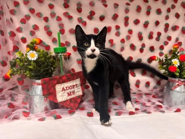 A baby small-sized male Domestic Short Hair cat named Oreo for adoption in Fairfield, CA