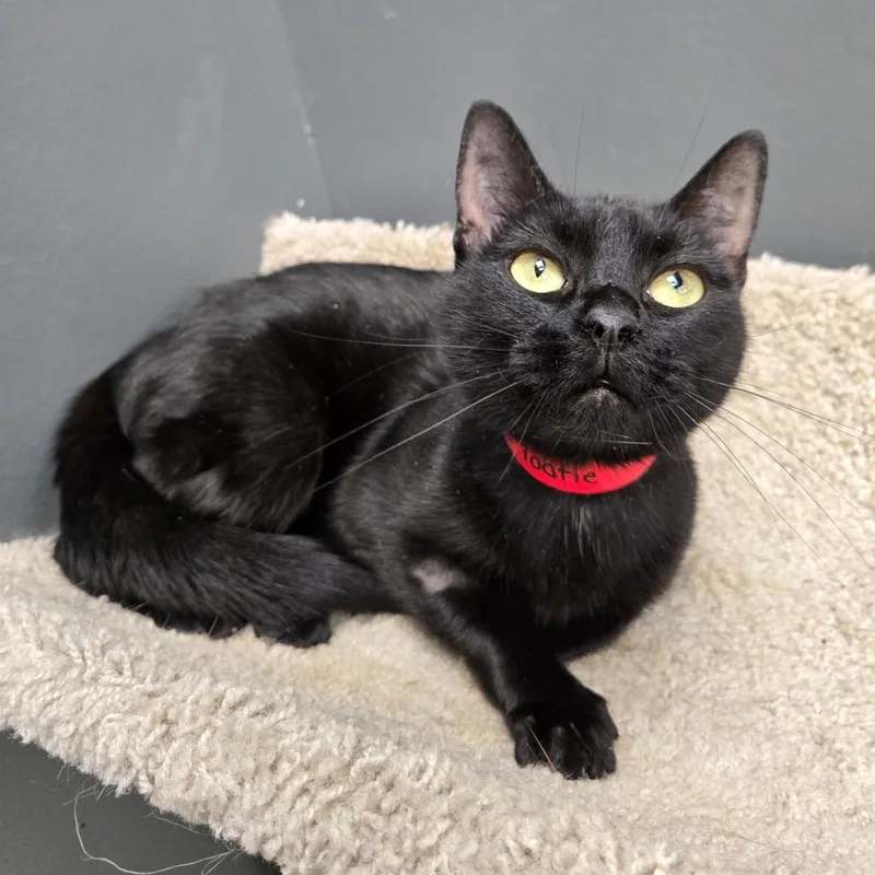 A young medium-sized female Black Domestic Short Hair cat named Tootie for adoption in Hamburg, NY