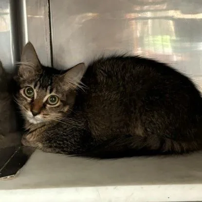 A baby small-sized female Brown / Chocolate Domestic Short Hair cat named Sriracha for adoption in Hawthorne, CA