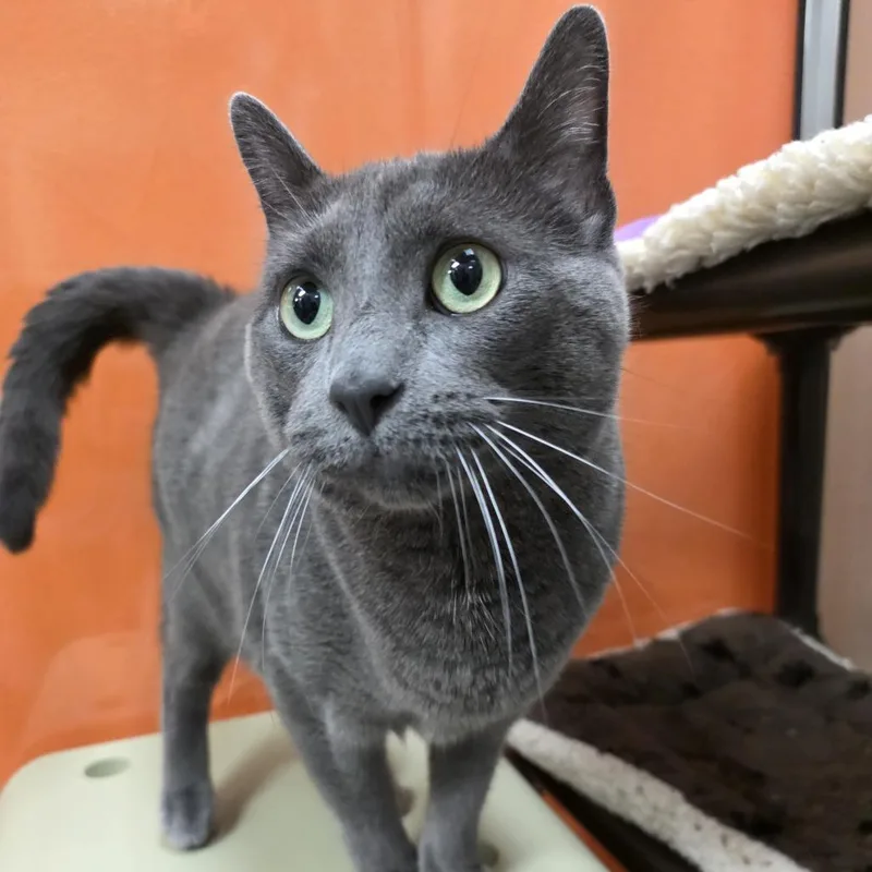 An adult large-sized male Gray / Blue / Silver Domestic Short Hair cat named Clooney for adoption in Oshkosh, WI