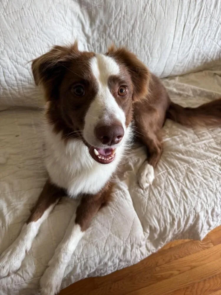 An adult medium-sized male Australian Shepherd dog named Bruno for adoption in Ontario, CA