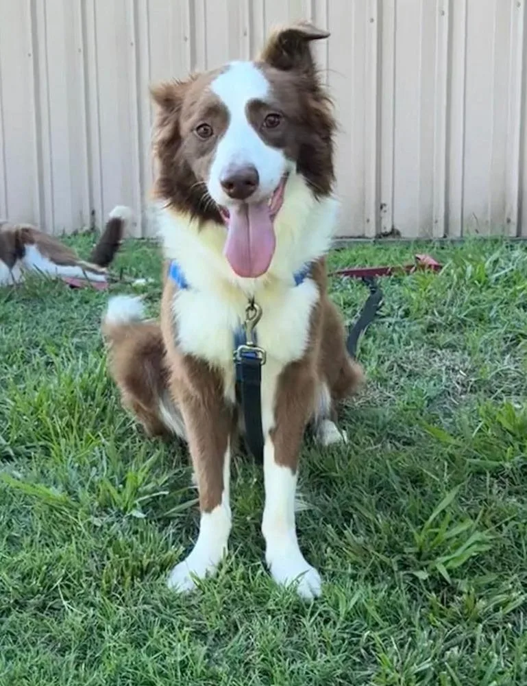 Bruno thumbnail 6
