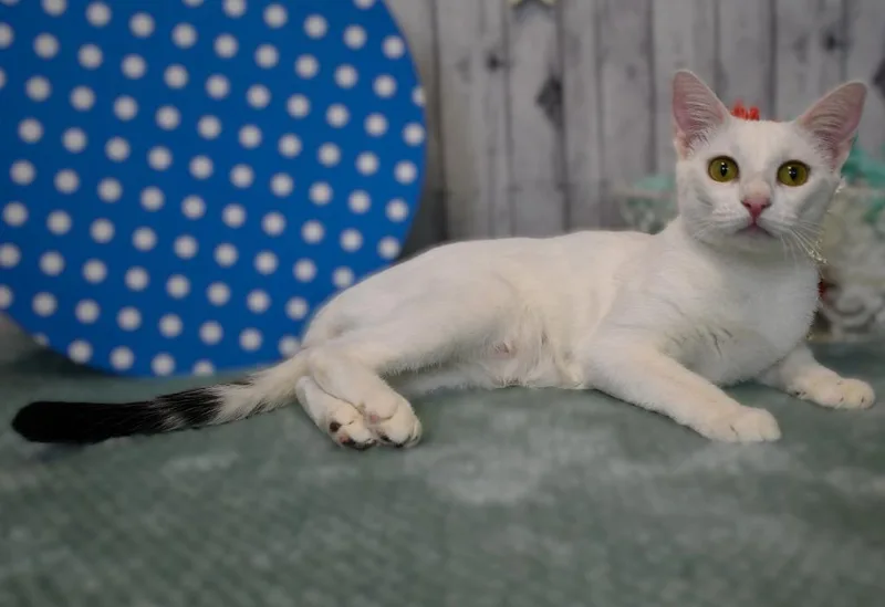 A young medium-sized female Domestic Short Hair cat named Victoria for adoption in Roanoke, TX