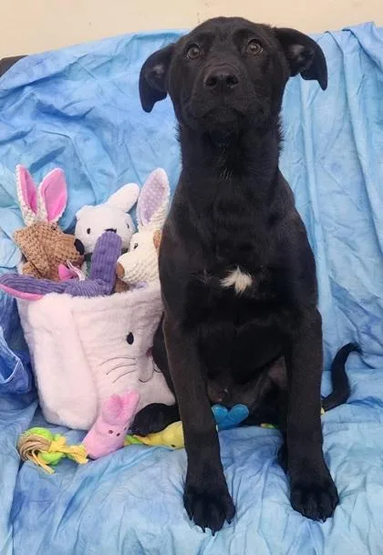 A baby medium-sized male Labrador Retriever dog named Sebastian for adoption in Elmira, NY