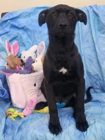 Sebastian thumbnail 2