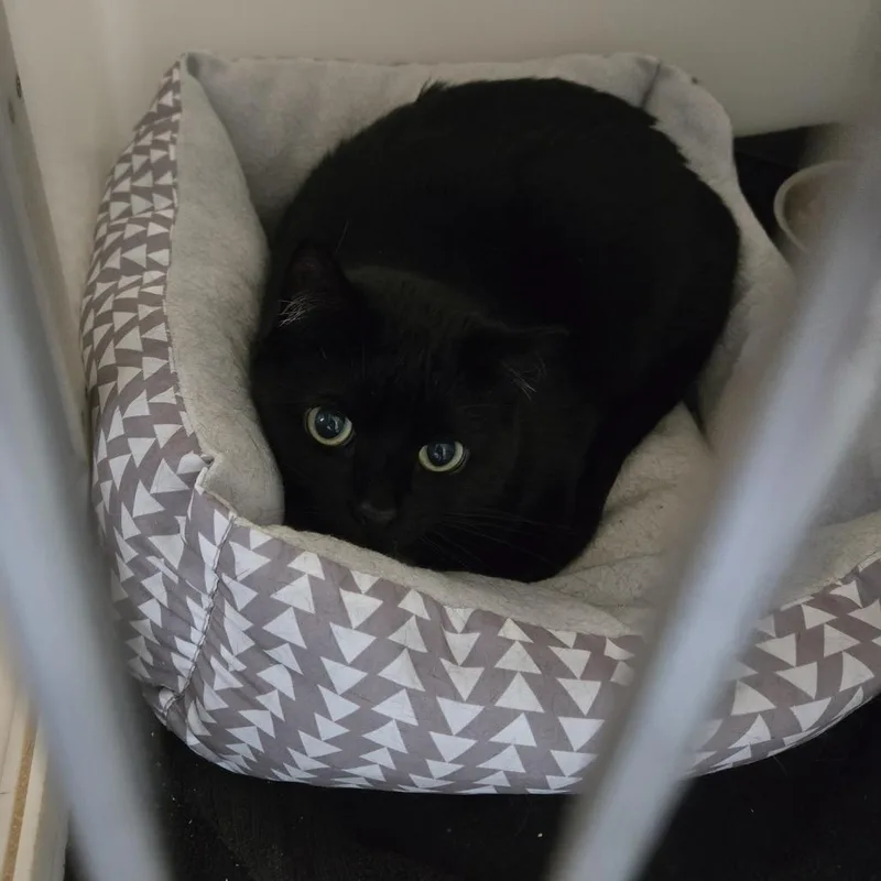 A senior medium-sized female Black Domestic Short Hair cat named Tessa for adoption in Tawas City, MI