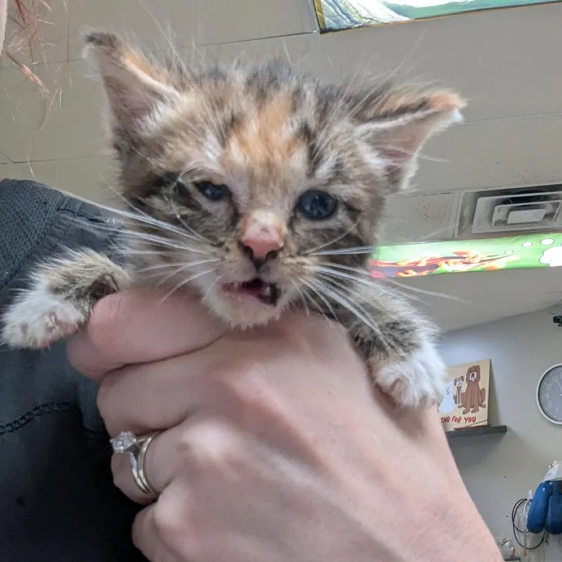 A baby small-sized female Orange / Red Domestic Short Hair cat named Hope for adoption in Indianapolis, IN