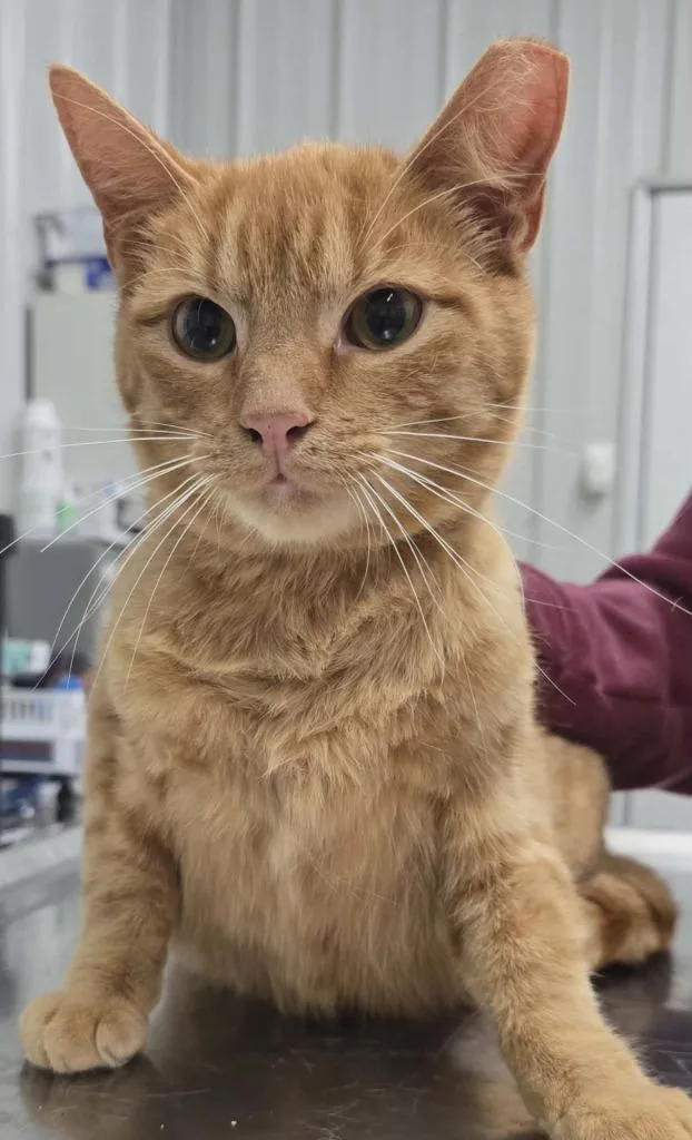 A baby medium-sized male Domestic Short Hair cat named Garfield for adoption in Hillsdale, IN