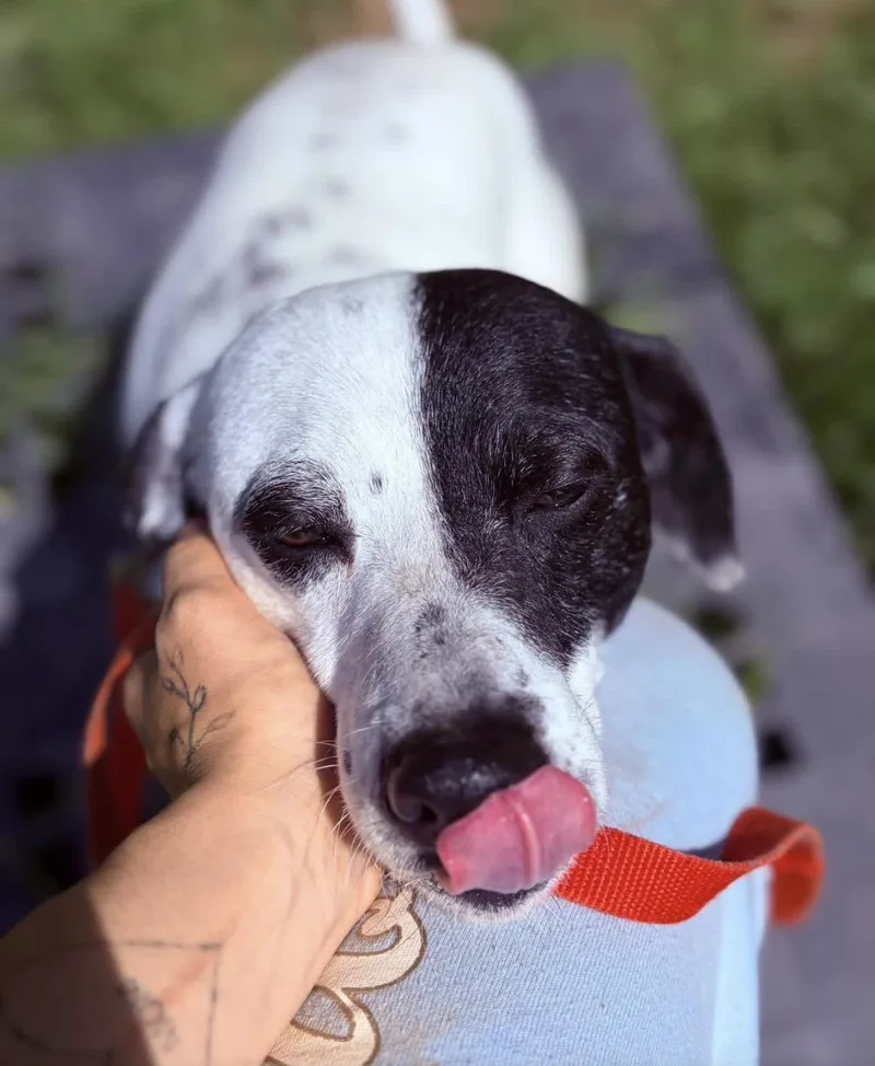 An adult medium-sized male Harlequin Australian Cattle Dog / Blue Heeler dog named Patches for adoption in Towanda, PA