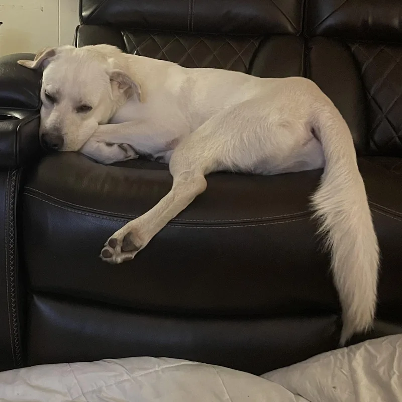 An adult medium-sized male White / Cream Great Pyrenees dog named Wyatt for adoption in Weatherford, TX