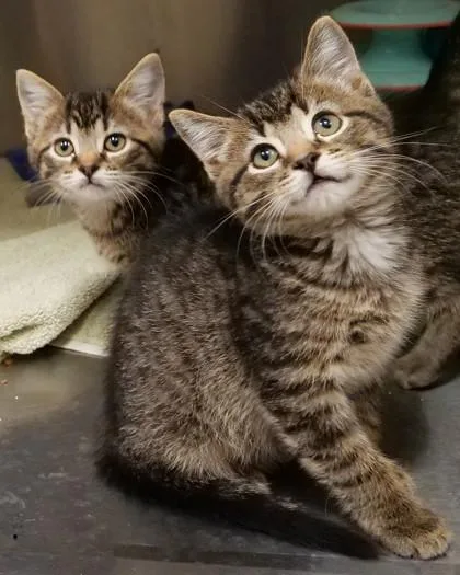 A baby small-sized female Domestic Short Hair cat named Sandy for adoption in Fishers, IN