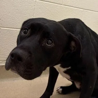 An adult medium-sized male Black Mixed Breed dog named Clutch for adoption in Asheville, NC