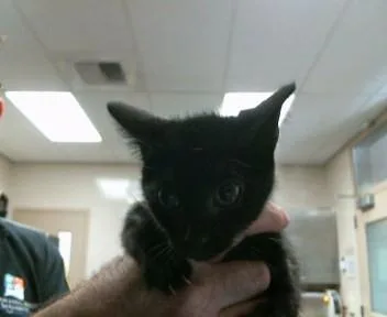A baby small-sized female Domestic Short Hair cat named Bell Pepper for adoption in Sacramento, CA