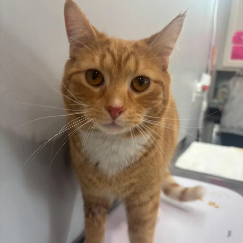 A young medium-sized male Orange / Red Domestic Short Hair cat named Sweet Potato for adoption in Fairmont, WV