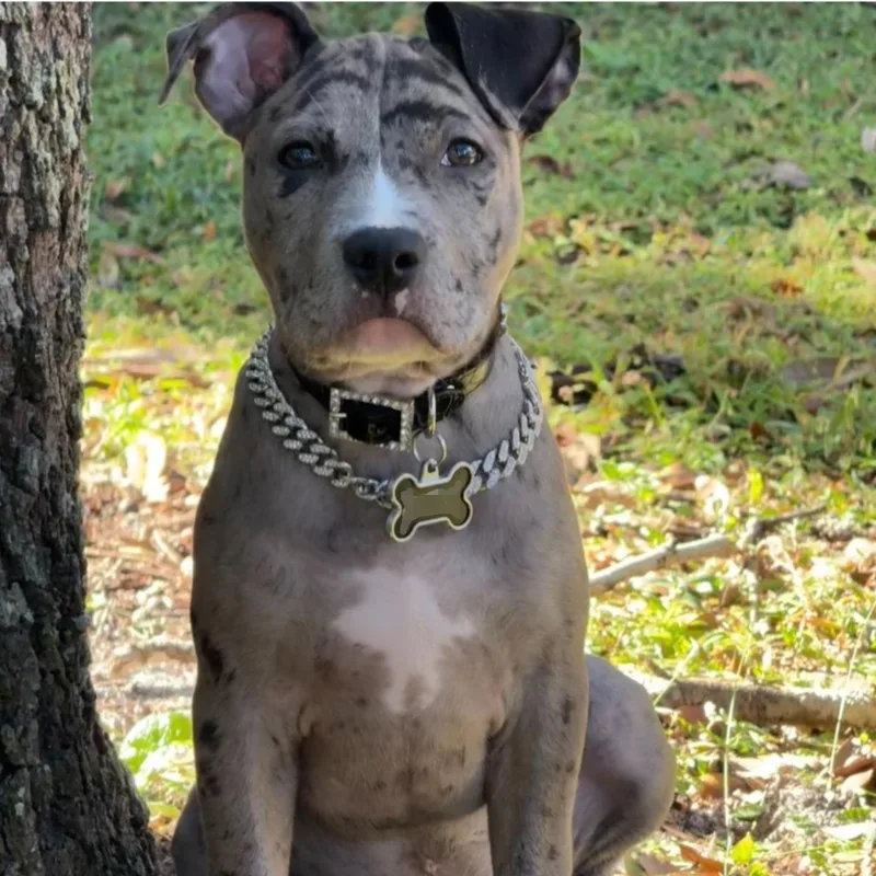 A baby medium-sized female Bicolor Mixed Breed dog named Reign for adoption in Orlando, FL