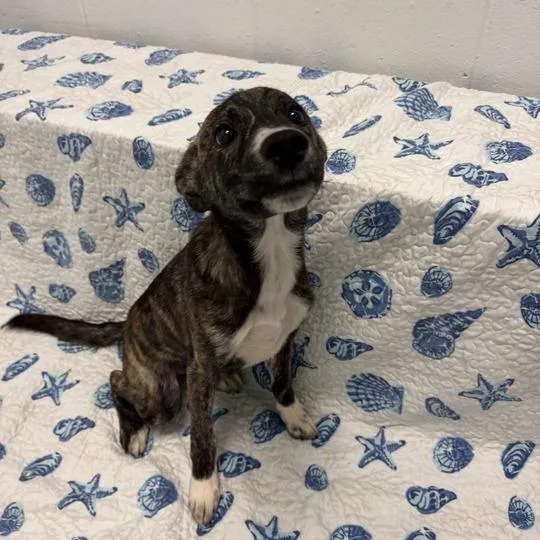 A baby small-sized male Brindle Husky dog named Blueberry Muffin for adoption in Dayton, OH