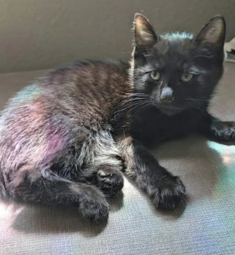 Binx thumbnail 2