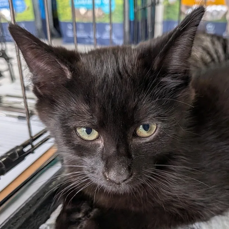 Binx thumbnail 3