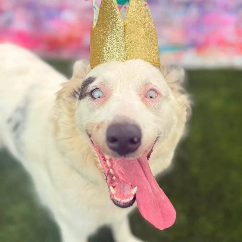 A young medium-sized female White / Cream Mixed Breed dog named Nina for adoption in Warren, OH