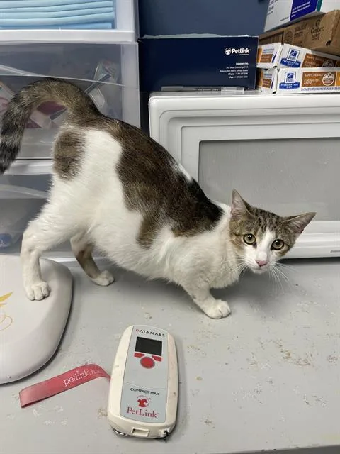 A young medium-sized female Domestic Medium Hair cat named Luna for adoption in Santa Cruz, CA