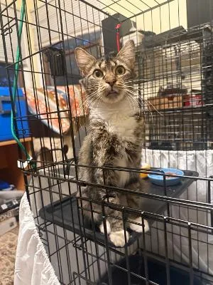 A baby medium-sized female Tabby (Brown / Chocolate) Domestic Medium Hair cat named Coreline for adoption in Mokena, IL