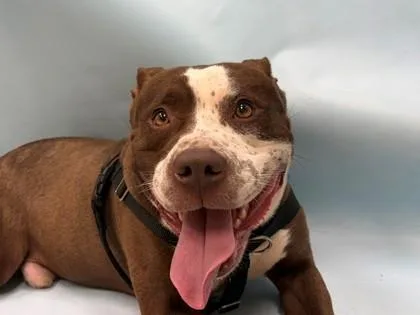 An adult large-sized male Pit Bull Terrier dog named Bruce for adoption in Coon Rapids, MN