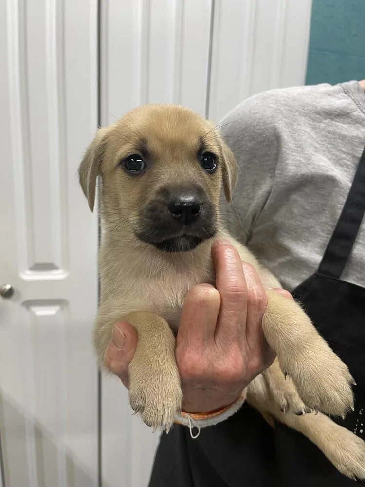 A baby small-sized female Husky dog named Holly for adoption in Chattanooga, TN