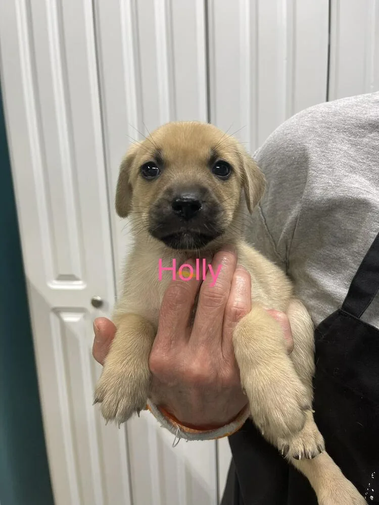 Holly thumbnail 2
