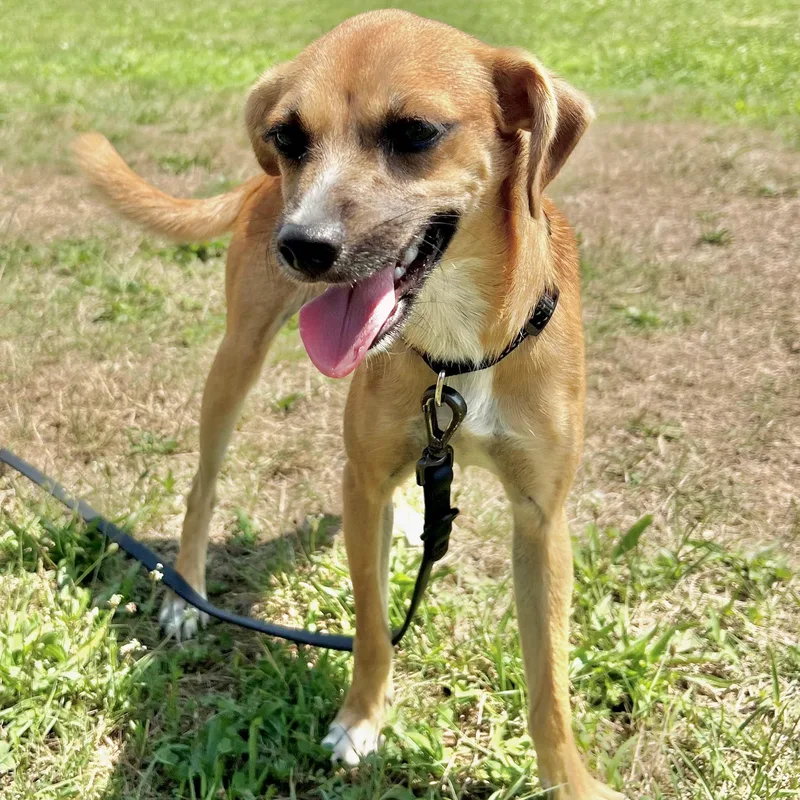 A baby small-sized female Apricot / Beige Chihuahua dog named Sylvia for adoption in Longview, TX