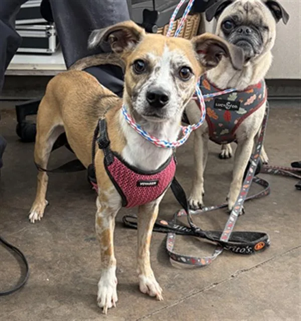An adult small-sized female Mixed Breed dog named Blanche for adoption in Dallas, TX