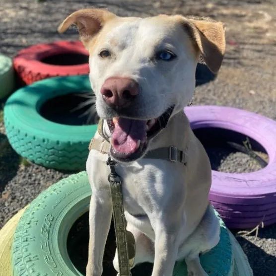 An adult large-sized male Husky dog named Westly for adoption in Washoe Valley, NV
