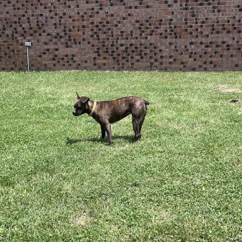 An adult medium-sized female Brindle Staffordshire Bull Terrier dog named Servatti for adoption in West Jefferson, OH