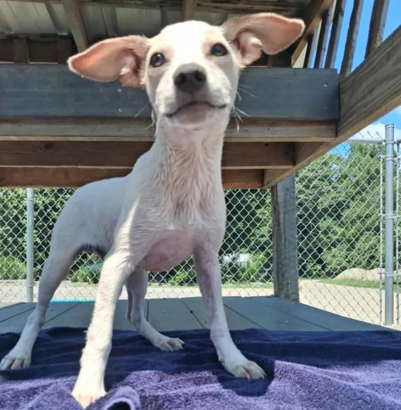 A baby medium-sized male Terrier dog named Stanley for adoption in Gorham, ME