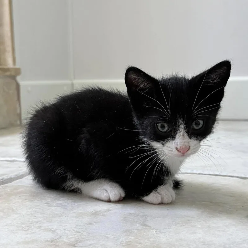 A baby small-sized male Black Domestic Short Hair cat named Sam for adoption in Sarasota, FL