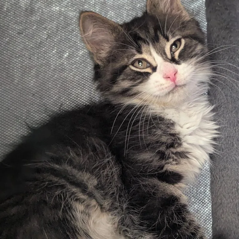 A baby medium-sized male Tabby (Brown / Chocolate) Domestic Long Hair cat named Bowie for adoption in Fenton, MI