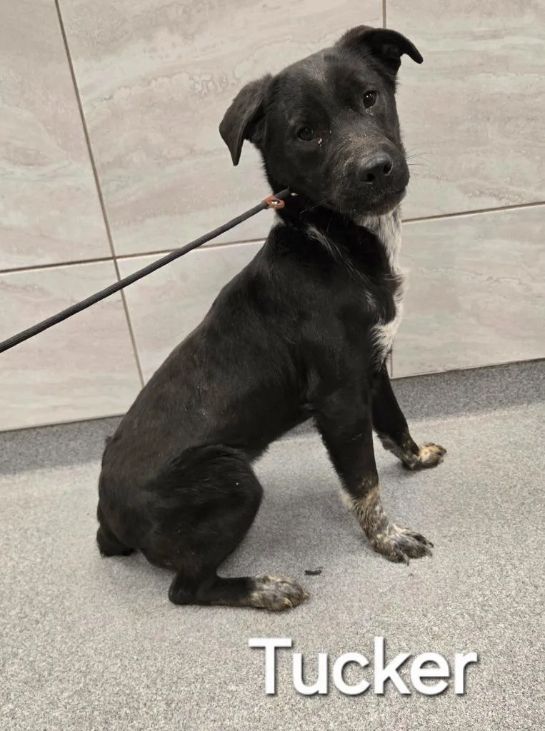 Tucker Yrly thumbnail 2