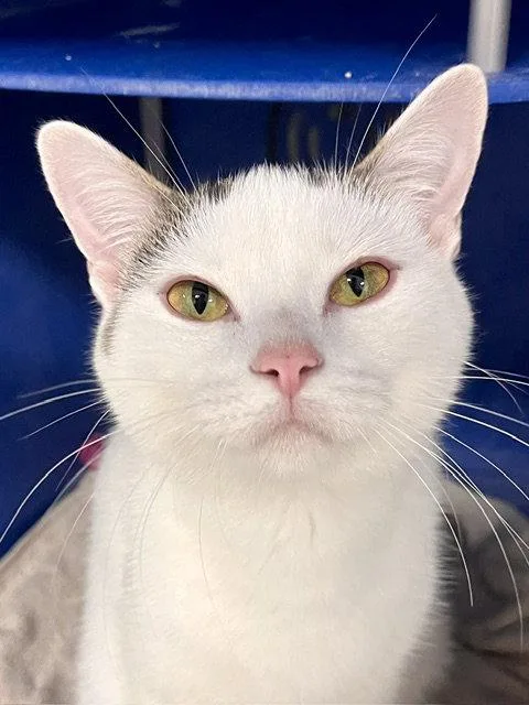 An adult medium-sized female Domestic Short Hair cat named Muffin for adoption in Webster, WI