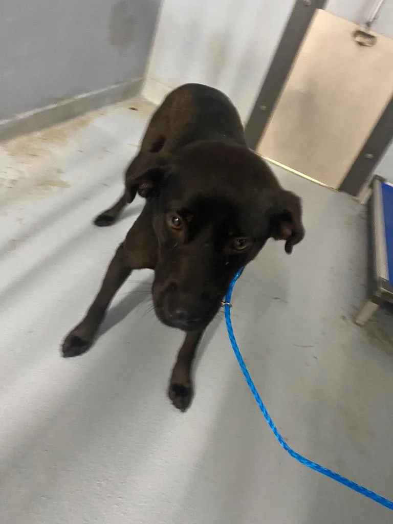 A young large-sized female Mixed Breed dog named Bella for adoption in Cartersville , GA