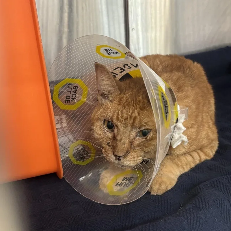 An adult medium-sized male Orange / Red Domestic Short Hair cat named Yuri for adoption in Houston, TX