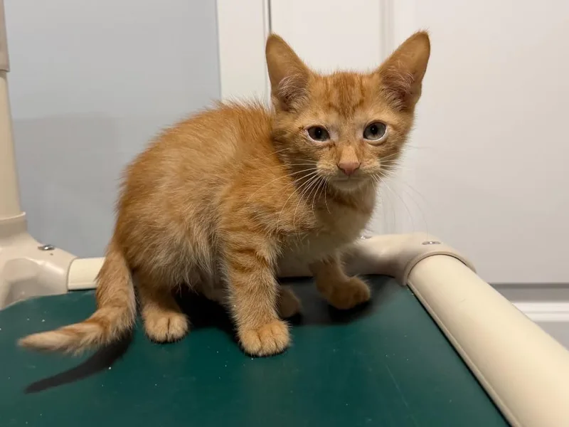 A baby small-sized male Tabby cat named Bobby Brady for adoption in Powell, OH