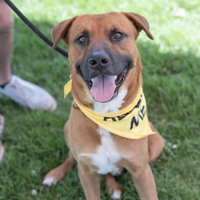 An adult large-sized male Shepherd dog named Rocco for adoption in San Diego, CA