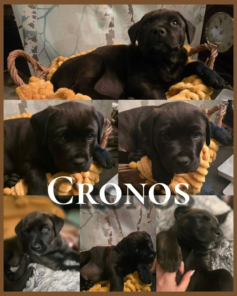 Cronos  Handsome Little