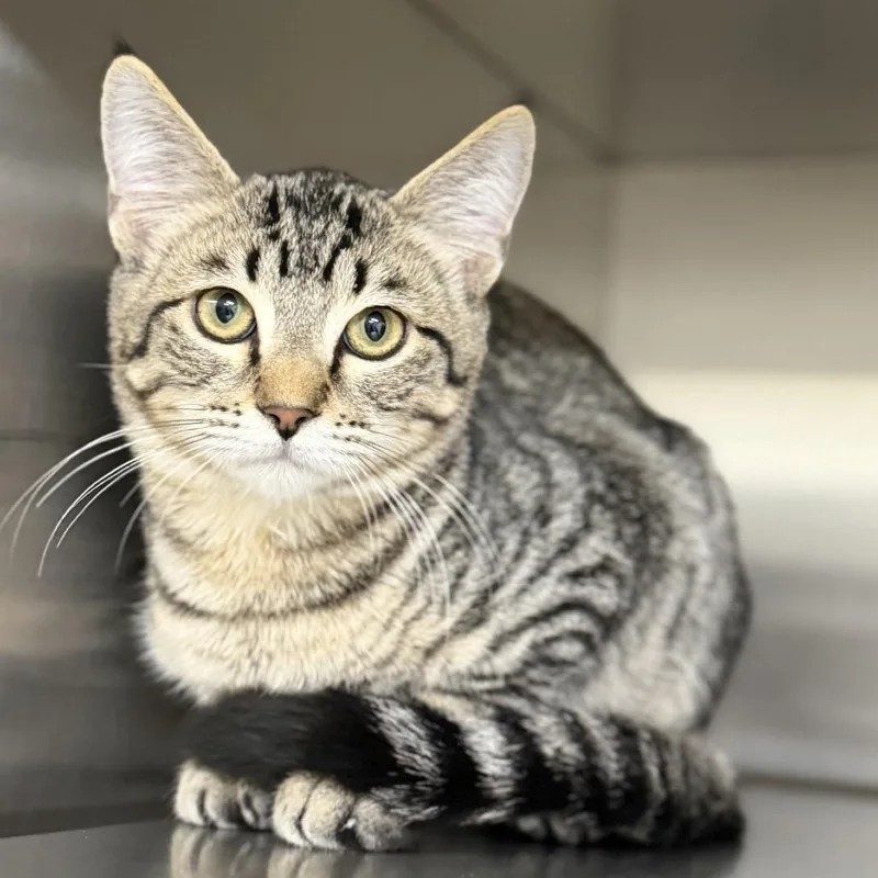 A baby small-sized male Brown / Chocolate Domestic Short Hair cat named Cairo for adoption in Bullhead City, AZ
